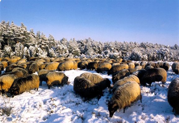 Heidschnucken_im_Schnee_Kopie.JPG 
