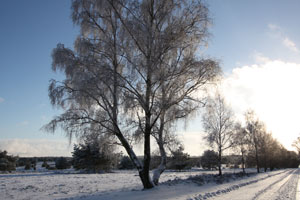 Weg-nach-Wilsede-im-Schnee_Kopie.jpg 